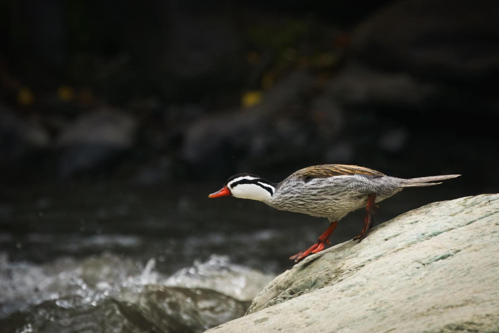 乔阿奇 Skale Peregrino旅馆 外观 照片